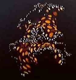 Leopard flatworm