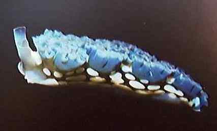 Lettuce sea slug blue